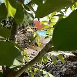 לינה וארוחת בוקר Le Pardes רוקמאדור